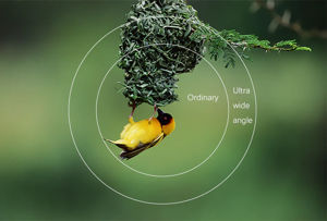 Sky Rover 12x50 Apo Banner Cloud